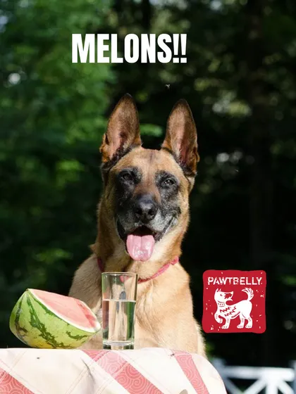 Yes, dogs can eat watermelon. It's a fantastic, hydrating snack packed with vitamins. Just be sure to remove the seeds and rind first.