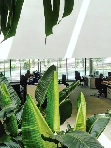 The large leaves of tropical plants frame the view into the open-plan workspace at the Novartis campus. This composition emphasizes the concept of working within a garden, a core tenet of my design philosophy.