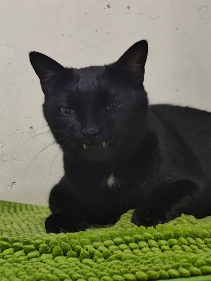 Truffles is proud to show off his impressive canines. This little vampire is actually a complete sweetheart.