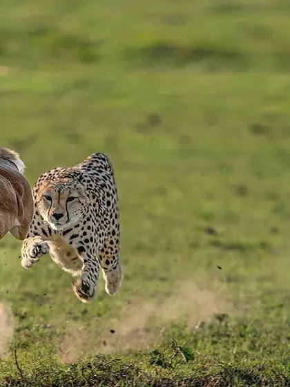 This is the shot that changed everything for me. Capturing the "Flying Hunt" was a heart-pounding moment of pure adrenaline and respect for the cheetah's incredible speed. This image freezes that split-second of raw power and survival, a dramatic story of life and death on the plains.