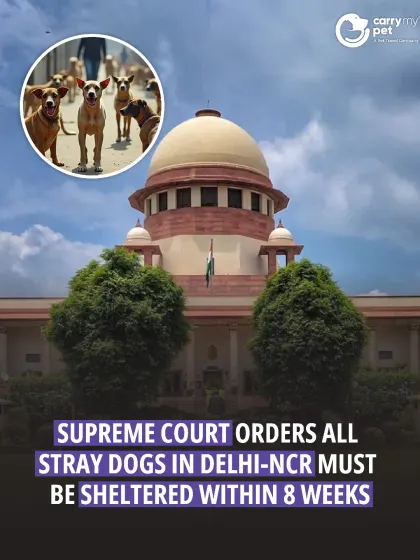 In a significant order, the Supreme Court has mandated that all stray dogs in Delhi-NCR must be sheltered within eight weeks. This policy aims to prioritize public safety.