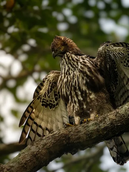 The hawk-eagle preens its magnificent wings. This quieter moment provides a different perspective, focusing on the detail and texture of its feathers.