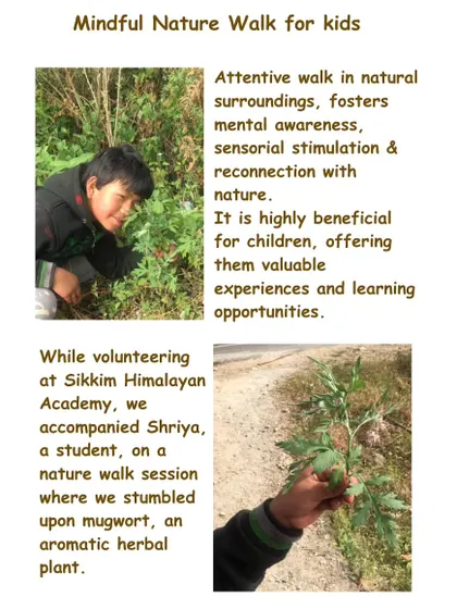 A look at a mindful nature walk activity for kids. An attentive walk in natural surroundings fosters mental awareness, sensory stimulation, and a reconnection with nature.
