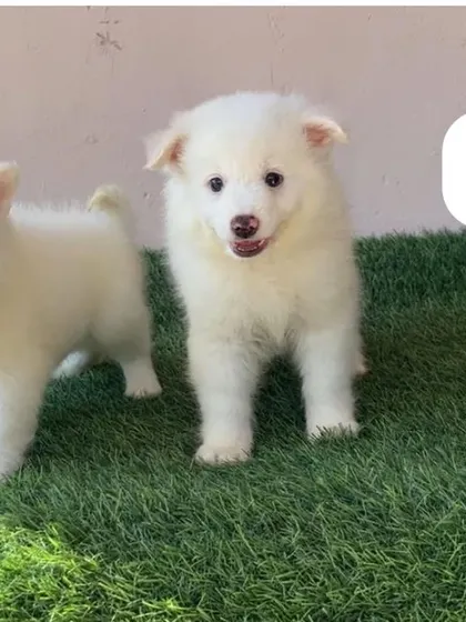 Another one of our white Pomeranian puppies, this one with a happy, smiling face. These pups are bred to be both beautiful and have a friendly, outgoing nature.