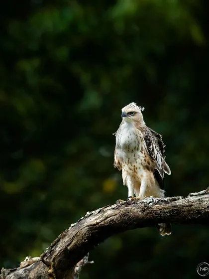 A Crested Hawk Eagle in Bandipur, its feathers slightly ruffled. The dark background makes the bird stand out, creating a dramatic portrait.