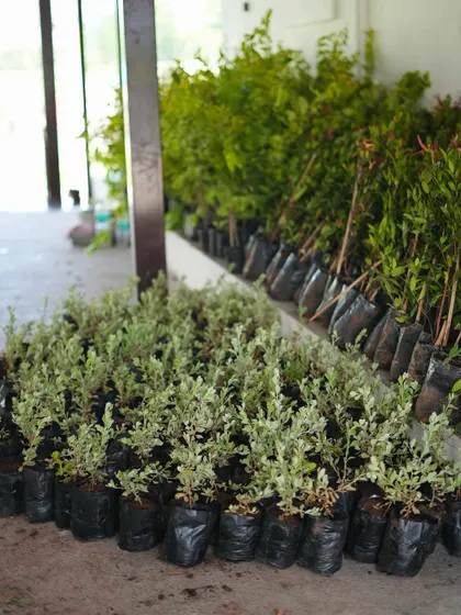 A large batch of variegated shrubs, ready for planting. Sourcing healthy, high-quality plants is a critical first step in any project.