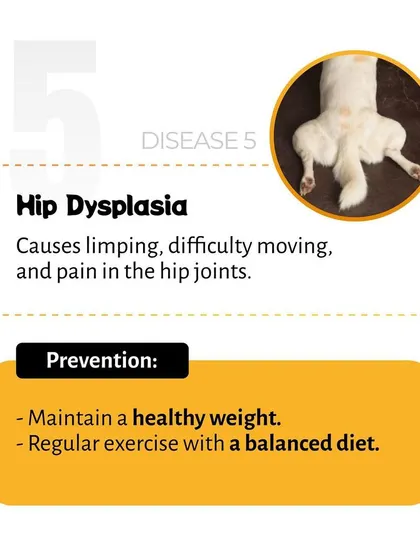 This guide outlines the symptoms and prevention of hip dysplasia, a painful joint condition. Maintaining a healthy weight and a balanced diet with regular exercise are key preventive measures.