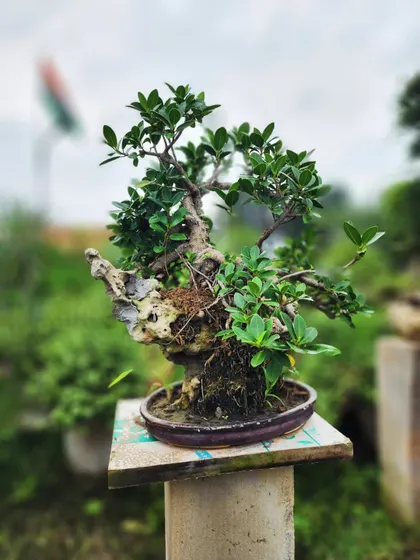 This bonsai is artfully grown over a piece of rock, creating a dramatic and naturalistic scene. We have many such unique, hand-crafted pieces available.