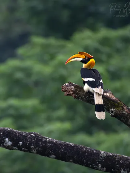 A hornbill perched on a thick branch, its powerful form contrasting with the soft, green background.
