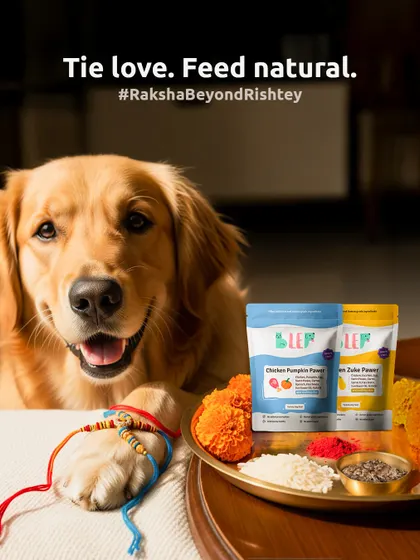 Tie love, feed natural. A beautiful shot of a golden retriever celebrating Raksha Bandhan the right way, with a thali and his favorite Blep meals.