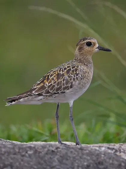 Another shot of the Pacific Golden Plover in Singapore. These birds are masters of long-distance flight, undertaking incredible migrations non-stop for days at a time.