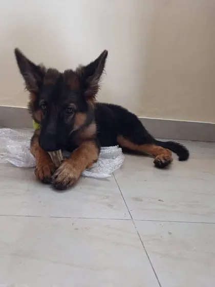 Stella enjoying a chew toy in her new home. She is a happy and healthy pup.