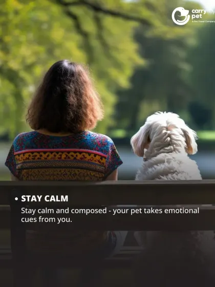 Your pet takes emotional cues from you. Staying calm and composed during a stressful situation is the best way to help your pet feel secure.