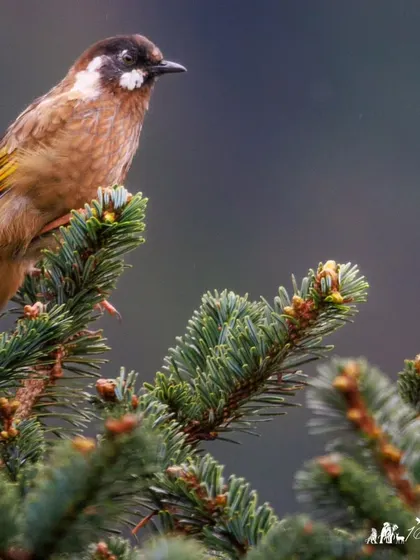 Another shot of the Black-faced Laughingthrush, showing its subtle brown plumage and distinctive black mask.