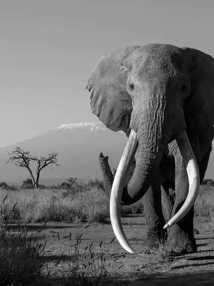 This is Craig, one of Africa's last great tuskers, standing before the mighty Mount Kilimanjaro. On my African expeditions, we don't just see animals; we witness living legends in landscapes that have remained unchanged for millennia.