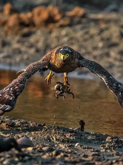 The law of the jungle is swift and absolute. I captured this Crested Serpent Eagle in flight at Rajaji National Park, a live toad in its talons. Capturing such raw, decisive moments of survival helps me narrate the unfiltered truth of the wild in my photo-essays.