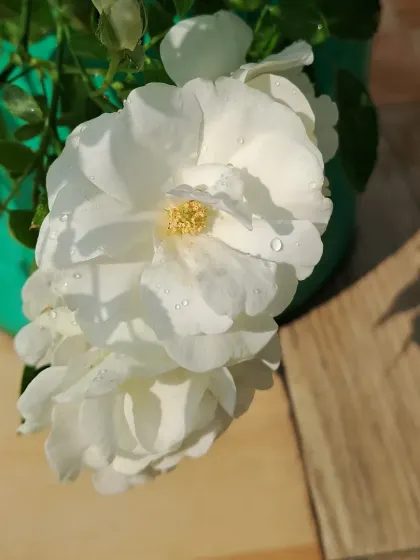 A side view of the white roses.