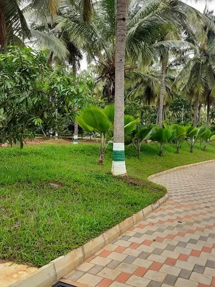 A view of a sprawling farmhouse landscape with a paved pathway winding through it. We used a variety of palms and local trees to complement the natural surroundings, creating a sustainable and beautiful environment.