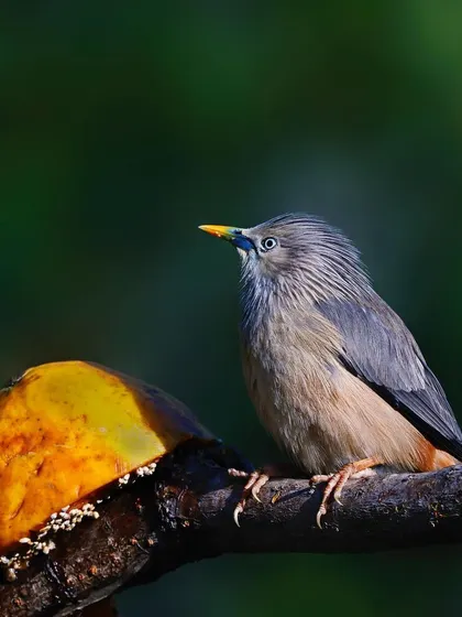 A Chestnut-tailed Starling is perched next to a piece of papaya, ready to feast. This shot documents the bird's feeding habits and diet.
