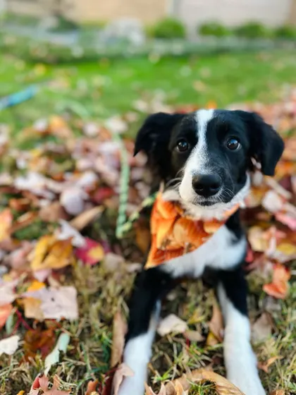 Aussie lovers, this is Kennidi. She's a sweet and smart 6-month-old who needs a new home. She's great with kids and other dogs.