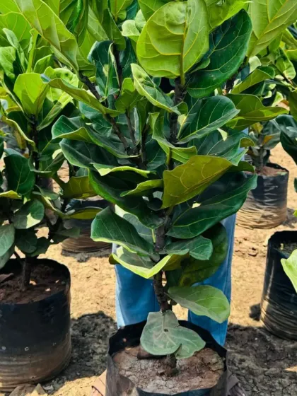 A collection of healthy Fiddle Fig plants in our nursery.