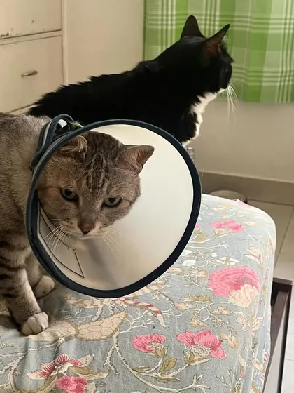 Magic and Kaali, two senior cats, recovering together after their procedures. They are monitored closely until they are fully healed and ready to go back to their familiar surroundings.