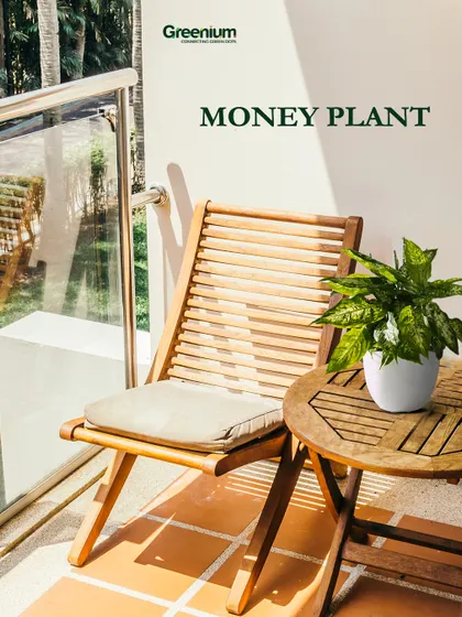 The Money Plant is a classic choice for any balcony. It's easy to grow, looks beautiful in a pot, and is believed to bring positive vibes and good fortune.