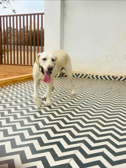 A happy Labrador exploring the grounds. Their cheerful disposition is contagious!