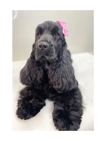 Tara the black Cocker Spaniel looking beautiful and relaxed. Her long, wavy coat is clean and brushed to perfection.
