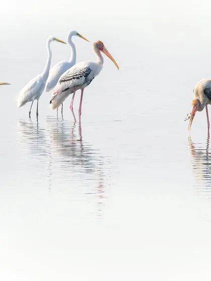 "Shock and Awe." A Painted Stork proudly displays its catch while a group of Great Egrets looks on, seemingly stunned. This humorous moment of competition was captured at the T.S. Chanakya lake in Navi Mumbai.