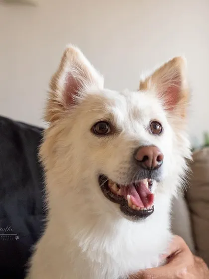 A beautiful, happy portrait of Snowy. Her smile is precious.