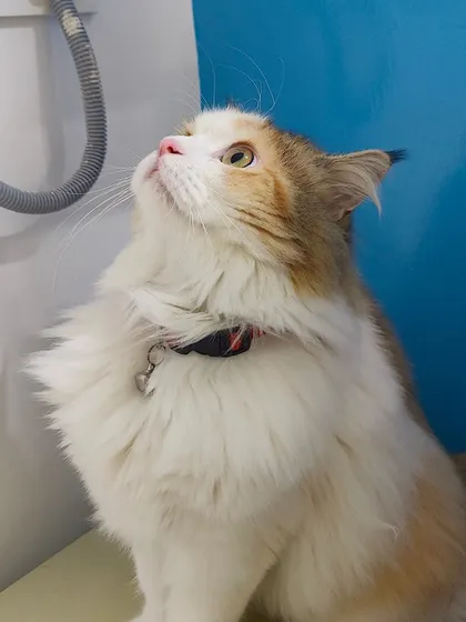 This is Poppy, a beautiful long-haired calico, looking up with curiosity. Her fluffy coat is just stunning.