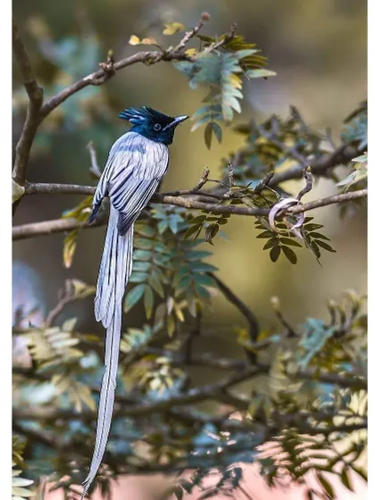 The elegant Indian Paradise Flycatcher, with its long, white tail feathers, rests on a branch. Capturing this beautiful bird is a highlight for any birding enthusiast.