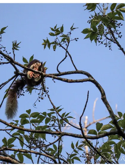 A Malabar Giant Squirrel feasting on berries in the treetops of Dandeli. Spotting this vibrant creature is always a highlight of my wildlife tours.