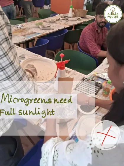 Myth: Microgreens need full sunlight. Fact: They actually prefer indirect light. We cover these practical details in our workshops to ensure your success.