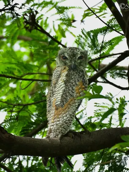 A Mottled Wood Owl, one of nature's best pest controllers. Their silent flight and sharp hearing make them incredibly effective hunters, playing a vital role in the ecosystem.