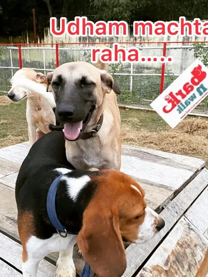 The mischief continues. The pack grows as more friends join the fun on the agility ramp.