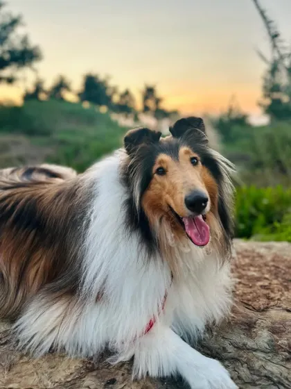 This majestic Collie, Noel, is enjoying a sunset after her training. We worked on refreshing her basic obedience and curbing her habit of stealing socks for attention.