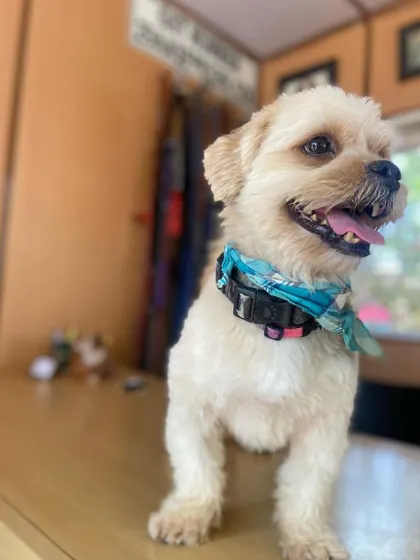 This is Anjo, a sweet pup who spent over three years with us on and off. He became a true member of our family before his big move to Australia.
