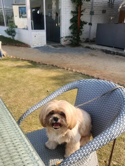 A happy guest enjoying a seat at the table. We have plenty of outdoor seating where your pets can relax with you.