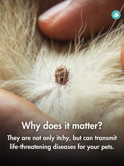Why does checking for ticks and fleas matter so much? This graphic explains that these parasites are not just itchy; they are vectors for serious and potentially fatal diseases, making prevention and early detection critical.