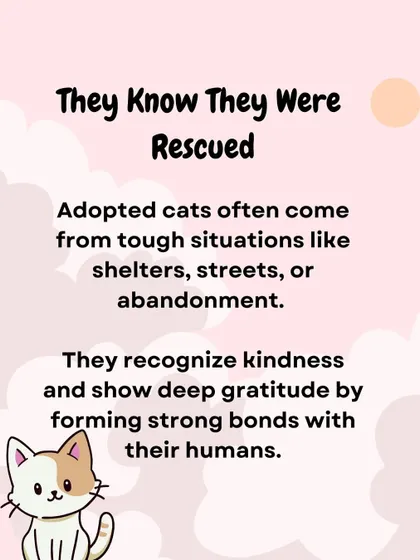 An infographic explaining that adopted cats recognize kindness and form strong bonds. We share these to educate potential adopters about the deep connection they can have with a rescue.