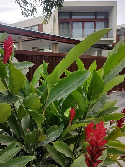 The vibrant red flowers of a ginger lily plant add a pop of color against the backdrop of the modern home. Thoughtful planting is key to creating a dynamic and beautiful garden.