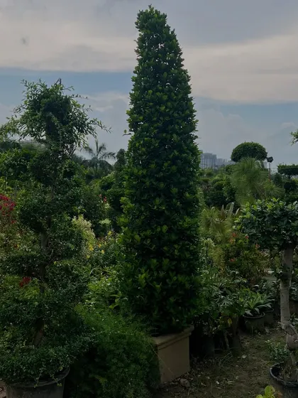 This tall, cone-shaped topiary is perfect for creating formal lines and avenues in a garden. We have these ready-made, so you can achieve a sophisticated look for your property instantly.