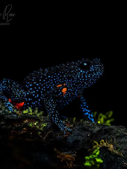 Another encounter with the stunning Galaxy Frog. Finding this critically endangered species is always a highlight of my macro tours.