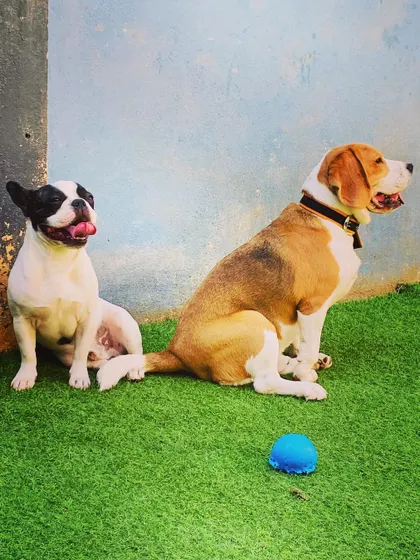 A French Bulldog and a Beagle taking a little break together. It's heartwarming to see these friendships form during their time with us.