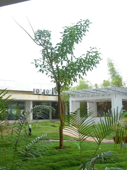 The courtyard of a corporate or institutional building, featuring a central tree, ground cover plants, and potted palms. This shows how I bring greenery into architectural spaces.
