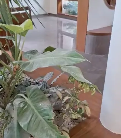 The finished look of an indoor window sill garden. A mix of tropical plants with different leaf shapes and textures creates a lush, green view from inside the home.