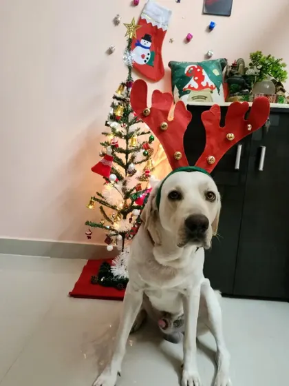 This sweet Labrador is patiently waiting for Santa Paws. I create a cozy and festive environment for my Christmas events, making sure it's a magical time for everyone.