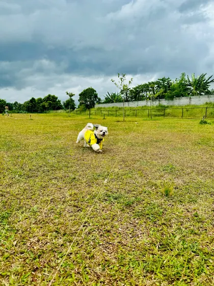 A wide shot showing just how much space our furry guests have to run and play to their heart's content.